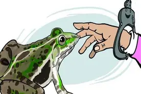 村民非法出售虎纹蛙，被判刑并处罚图片