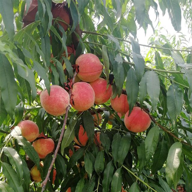 桃树管理技术掌握好，就可以防止桃树新梢旺长