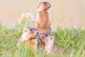 高萌来袭！表情包界顶流原来是这样的图片