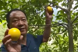 吃起来像果冻！南安这个农场培育5年的稀奇水果丰收啦图片