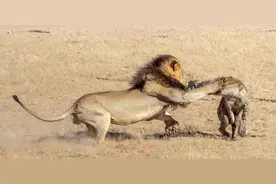 有些鬣狗居然敢单挑雄狮，不是因为太勇猛，可能是被寄生虫控制了图片