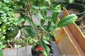 想要盆栽枝干粗壮该用什么肥呢？图片