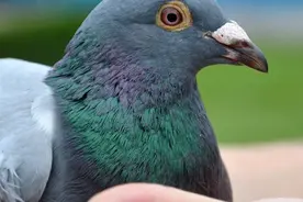 东北内蒙赛鸽再次遭劫，多家单位直接灭关图片