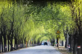城南再添景观大道！这段道路“颜值”蹭蹭涨图片