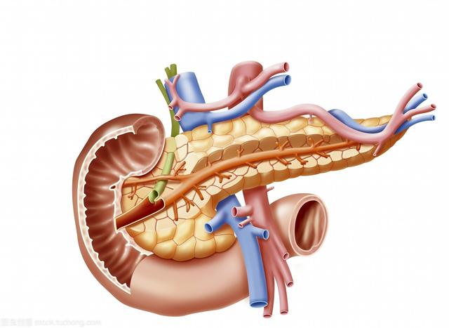 人体最重要的消化液你知道吗？