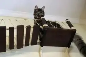 铲屎官为猫手工制作的吊桥和云梯，让人看了就想立马动手做一个图片