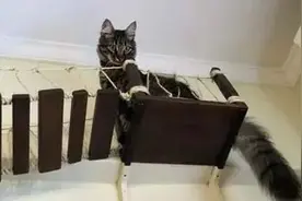 铲屎官为猫手工制作的吊桥和云梯，让人看了就想立马动手做一个图片