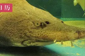 黑龙江的“水族之王”鳇鱼，曾是上贡珍品，终究逃不开人类的食欲图片
