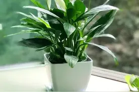 怎样养出一盆洁白清丽的白掌？图片
