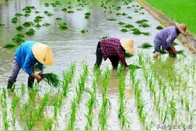 两首有关插秧的七绝，宋代才子擅长写景，五代高僧重在说理图片