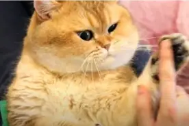 喵星人：给大脸猫做SPA，让猫咪也享受一下猫生图片