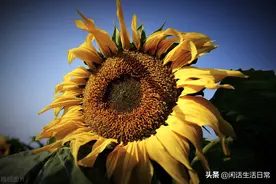 你永远不知道意外和明天哪个先来——过好每一天最重要图片