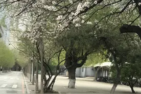 又是落英缤纷时，花瓣铺就厚厚花毯图片