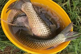 一夜暴雨长江河水疯涨5米，钓友该如何垂钓？不要被误区所误导图片