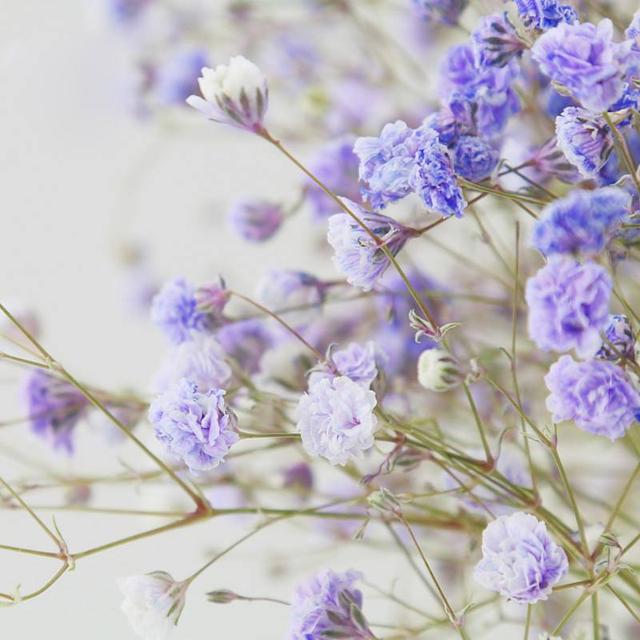 满天星花语,寓意(满天星的花语和寓意) - 冷求网