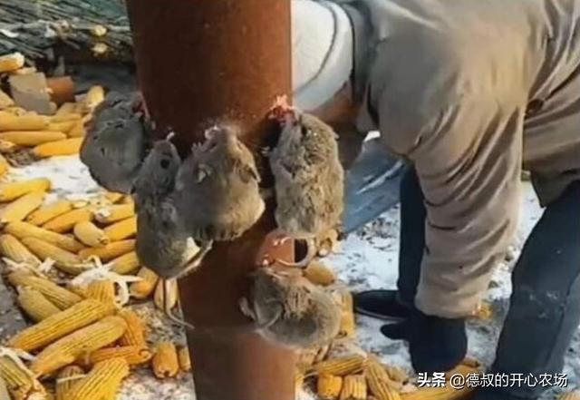 农村老鼠太多，教你灭鼠绝招，来一只死一只
