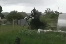 麦田里的守望者——各种搞笑的“驱鸟神器”（胆小勿入！）图片