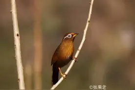 画眉云雀等退出花鸟市场纳入国保名录，捕杀买卖将追究刑责图片
