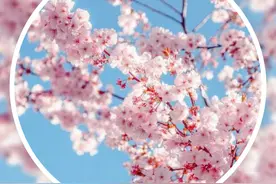 三千株樱花盛放，惊艳聊城！姜堤乐园樱花节即将启幕，玻璃天桥、油菜花海免费开放！图片