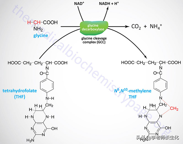 氨基酸的碳架氧化（二）