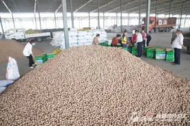 全国最大核桃交易市场交易繁忙 今年交易量将达20万吨图片