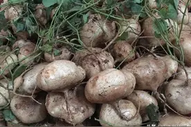 1种有名的“地下水果”，剥皮能生吃，炒食能当菜，亩产万斤图片