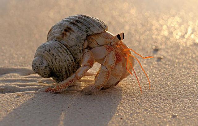 寄居蟹吃什么食物 寄居蟹吃什么食物好养活_品学知识网