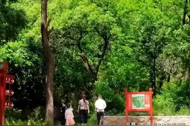 三伏天就快来啦！不管几伏去王母山就对了！图片