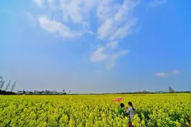 “女神节”赏花不必远行！郫都赏花最全攻略来了图片