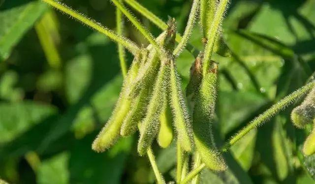 鑷繁灏辫兘閰嶅埗鍏ㄨ惀鍏绘皑鍩洪吀鍙堕潰鑲ワ紝浜ч噺鑳界炕鐣紝涓€瀛ｅ彧闇€鍠?閬? onerror=