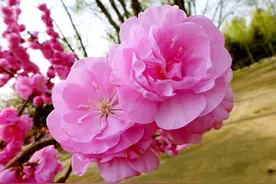 春光明媚，花团锦簇，欣欣向荣之意图片