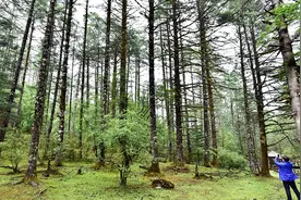 天保办主任：天保工程要以提高天然林质量为核心视频封面