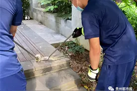 天气热，蛇出没！消防人员一天内就在南明区逮到5条蛇图片