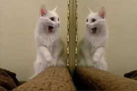 “蠢猫”的6个行为，一般猫咪没有，你家猫有吗？图片