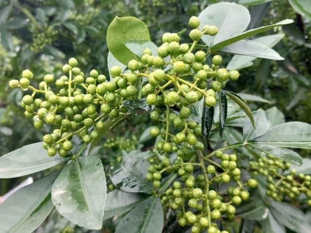 青花椒的种植管理技术