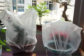 盆栽！这些不要买，全部种不活，亲身经历图片