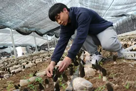 【经济日报】“新农人”刘乐园：羊肚菌大棚天地宽图片