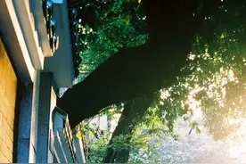 心所向往的贵族精神图片