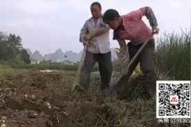 平时市场上卖的马蹄，原来是这么挖出来的，农民真的不容易！视频封面