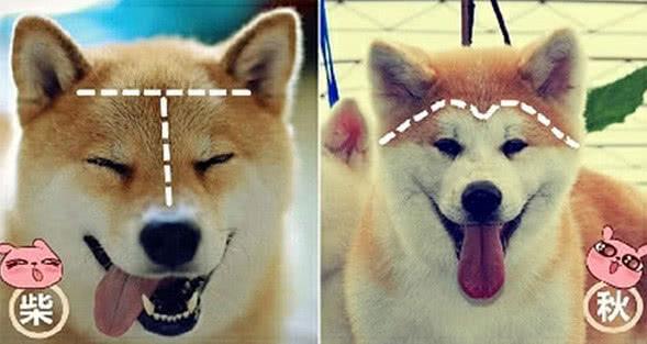 柴犬和秋田犬，还有人搞混这两种狗狗？一文告诉你两者的区别