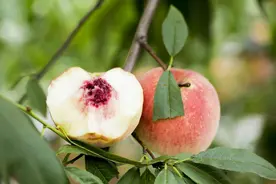 买桃子要买“公的”，又甜汁水又多，只要记住这5点准没错图片