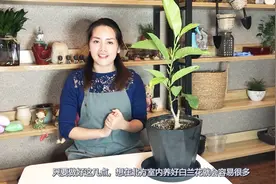 在北方娇贵难伺候的白兰花究竟要怎么养？我在这几方面下了点功夫视频封面