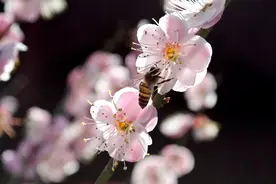 蜜蜂采蜜忙图片