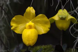 保护生物多样性 保险可以做什么图片