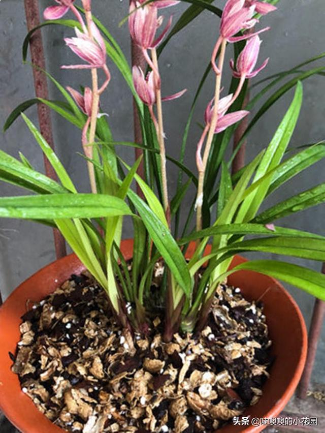 养君子兰、兰花，盆里加3料，白根粗壮，叶片挺拔，开花娇俏