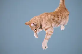 猫从高处掉下摔不死，难道“猫有九命”是真的？这才是真正的原因视频封面