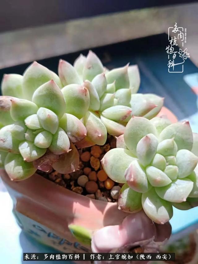 一入肉坑深似海之，我与多肉的不解之缘