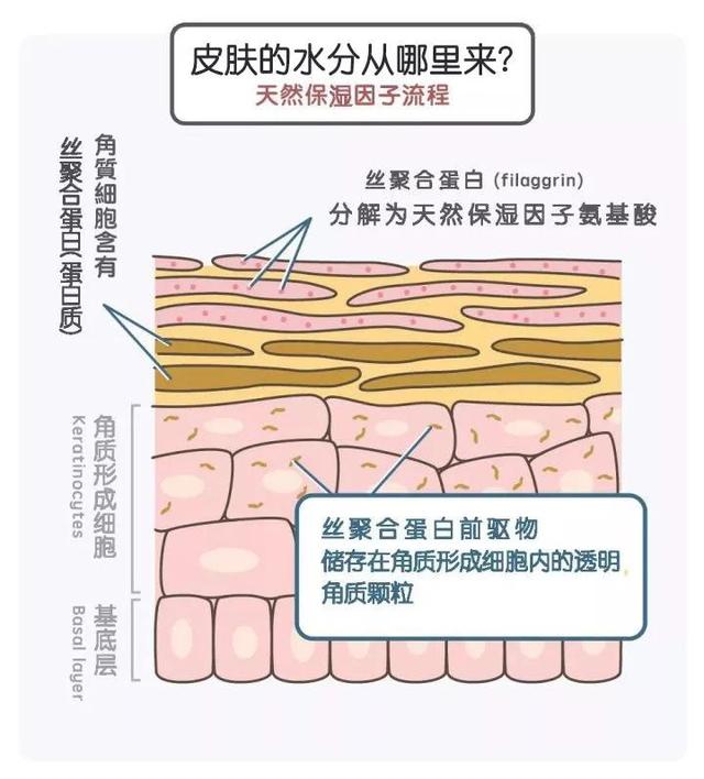 鑱婅亰淇濇箍浜у搧閲岀殑涓昏鎴愬垎