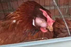 鸡眼睛睁不开吃什么药?鸡眼睑粘连是哪些原因导致的图片