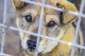 禁食与捍卫——狗肉文化的昨天、今天和明天图片